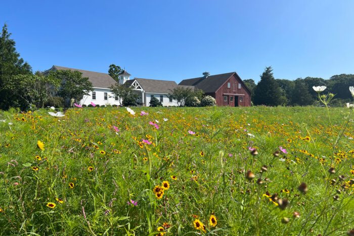 Sustainable Wildflower Meadow